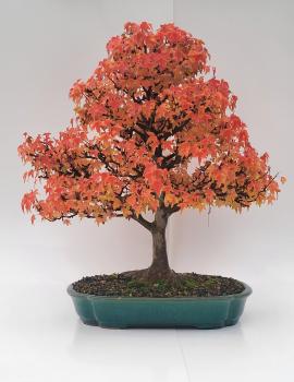 Dreispitzahorn - Acer buergerianum